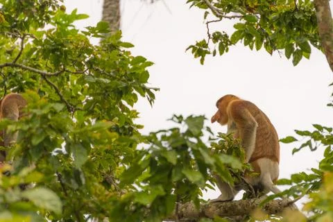 Proboscis Monkey in the rainforest of Borneo Foto stock
