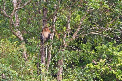 Proboscis Monkey in the rainforest of Borneo Stock Photos