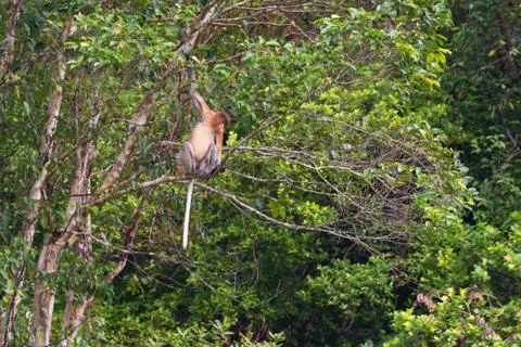 Proboscis Monkey in the rainforest of Borneo Stock Photos