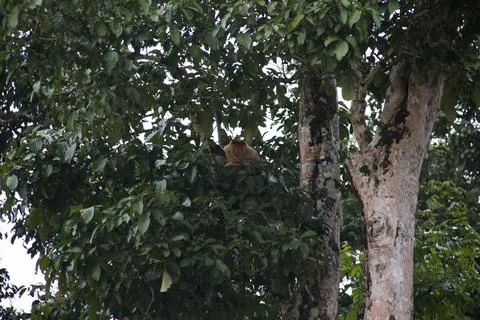 Proboscis Monkey  - Relaxing in a Tree Stock Photos
