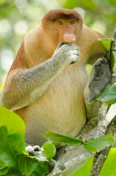 Proboscis monkey seen from the front eating and sitting in a tree Stock Photos