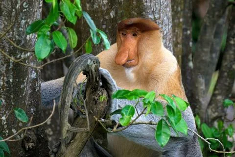 Proboscis monkey sits on a branch and observes the surroundings in a Malaysian Stock Photos