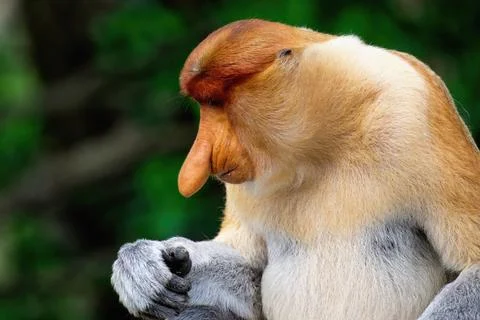 Proboscis monkey sits quietly while examining its hand in Borneo, Malaysia Stock Photos