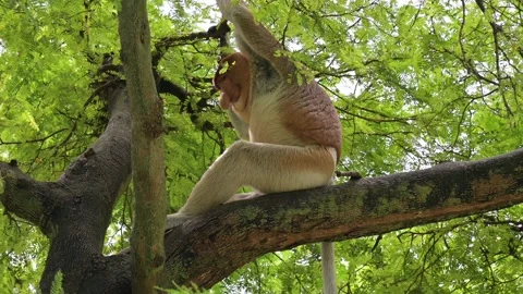 The proboscis monkey sits on a tree trunk 스톡 동영상 236090824