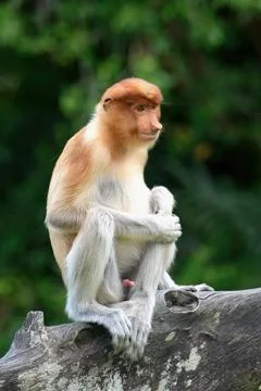 Proboscis monkey sitting on a branch in Borneo forest during daytime Stock Photos