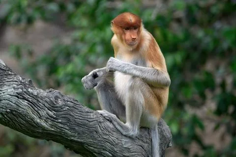 Proboscis monkey sitting on a branch in the forest in Borneo, Malaysia, Stock Photos