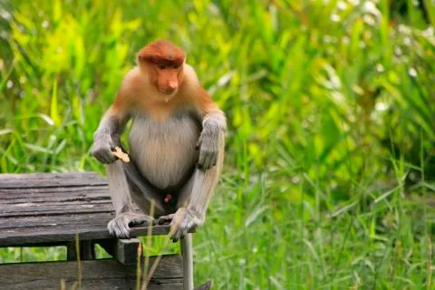 Proboscis monkey sitting on a feeding platform, borneo, malaysia Stock Photos