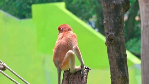 The proboscis monkey is sitting 스톡 동영상 236090117