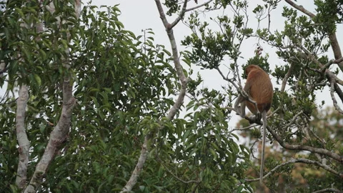 Proboscis Monkey Sitting in Tree, Tanjung Puting National Park, Borneo Stock Footage 144535097
