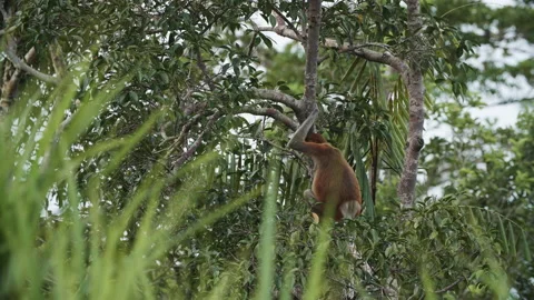 Proboscis Monkey Sitting in Tree, Tanjung Puting National Park, Borneo Stock Footage 144570123