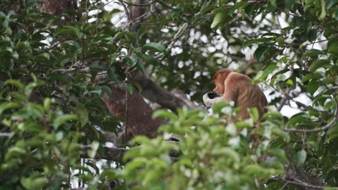 Proboscis Monkey Sitting in Tree, Tanjung Puting National Park, Borneo Stock Footage 144581511