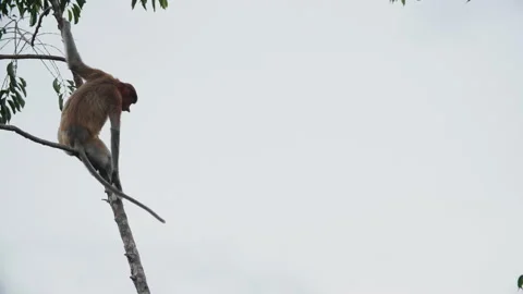 Proboscis Monkey Sitting in Tree in Tanjung Puting National Park, Borneo Stock Footage 144593629