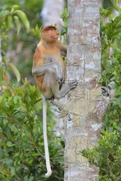 Proboscis Monkey sitting on a tree in the wild green rainforest on Borneo Isl Stock Photos