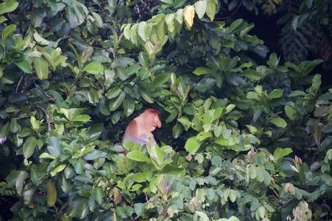 Proboscis Monkey  - Tree View Stock Photos