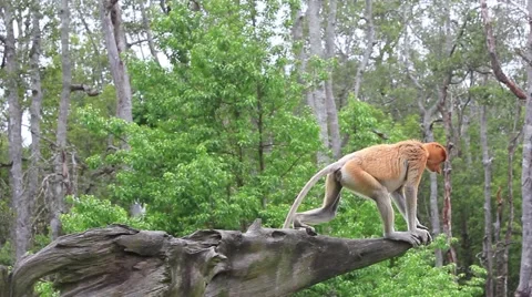 Proboscis Monkey walking and sitting on log in rainforest Stock Footage 64568773