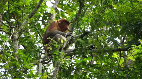 Proboscis Monkey in the Wild, Sitting on Tree and Eating Leaves Stock Footage 42885038