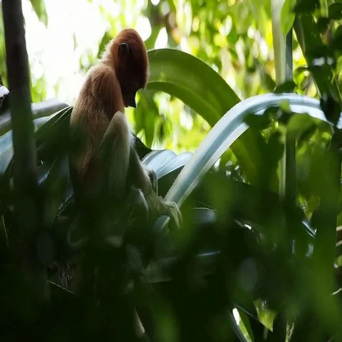 Proboscis monkey - young Video stock 69697593