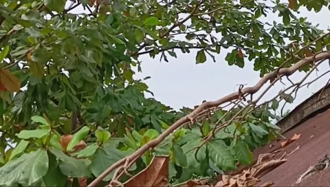 Proboscis monkeys ating ketapang fruit Stock Footage 232865744