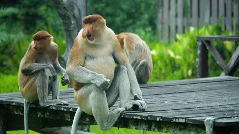 Proboscis monkeys in Borneo. Malaysia. Stock Footage 236669600