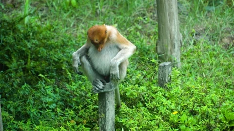 Proboscis monkeys in Borneo. Malaysia. Stock Footage 236669625