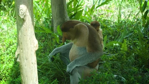 Proboscis monkeys in Borneo. Malaysia. Stock Footage 236669637