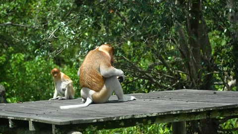 Proboscis monkeys in Borneo. Malaysia. Stock Footage 241569951