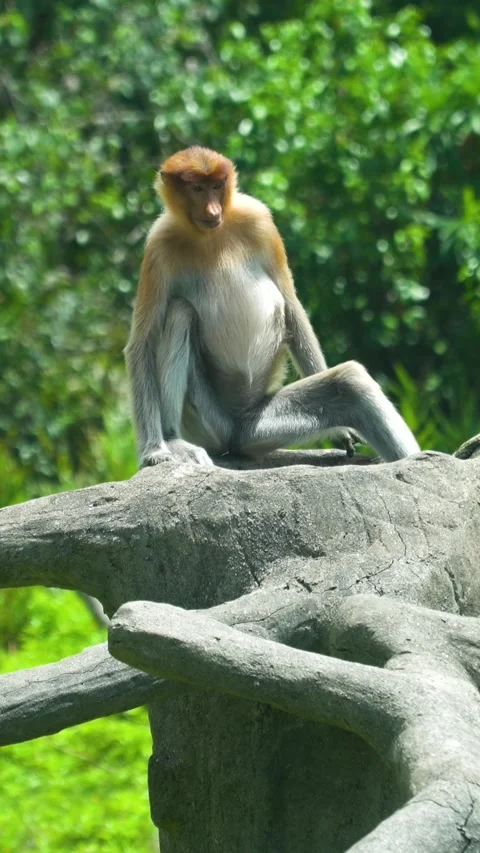 Proboscis monkeys in Borneo. Malaysia. Stock Footage 252252819