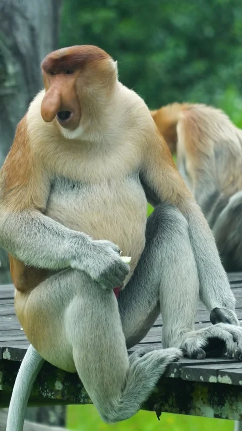 Proboscis monkeys in Borneo. Malaysia. Stock Footage 265755682