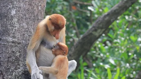 Proboscis Monkeys breastfeeding Stock Footage 90946868