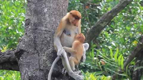 Proboscis Monkeys breastfeeding Stock Footage 91116469
