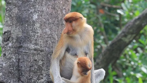 Proboscis Monkeys breastfeeding Stock Footage 91118597
