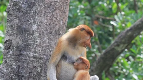 Proboscis Monkeys breastfeeding Video stock 91118619