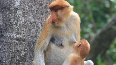 Proboscis Monkeys breastfeeding Video stock 91118744