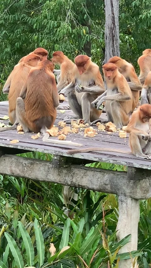Proboscis monkeys eating on platform in forest Stock Footage 165065116