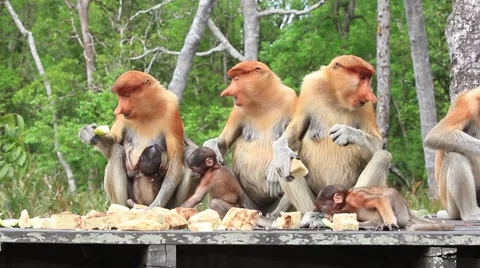 Proboscis Monkeys 스톡 동영상 64560421