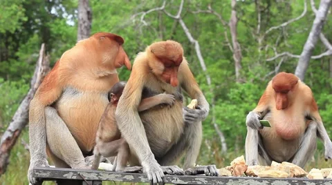 Proboscis Monkeys Video stock 64561899