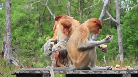 Proboscis Monkeys 스톡 동영상 64562461