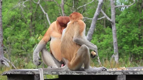 Proboscis Monkeys Stock Footage 64563066