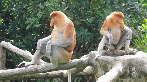 Proboscis Monkeys Stock Footage 91116614