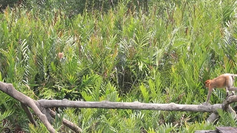 Proboscis Monkeys Vídeo Stock 91117982