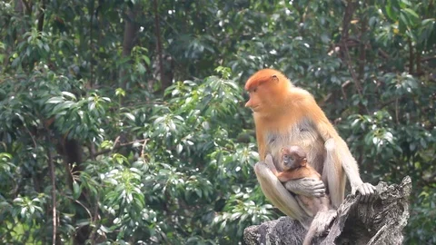 Proboscis Monkeys Stock Footage 91118660