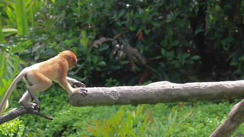 Proboscis Monkeys 스톡 동영상 117018858