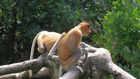 Proboscis Monkeys Video stock 117021201
