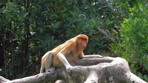 Proboscis Monkeys Stock-Footage 117021324