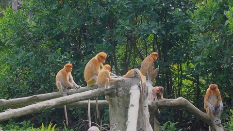 Proboscis Monkeys Stockbeeldmateriaal 122148397
