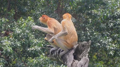 Proboscis Monkeys Stock Footage 122148520