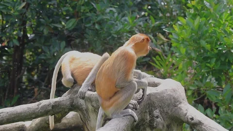 Proboscis Monkeys Stock Footage 124761547