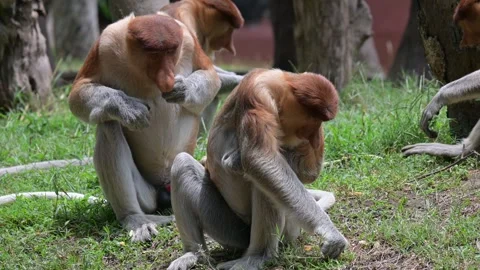 Proboscis monkeys 스톡 동영상 318607749
