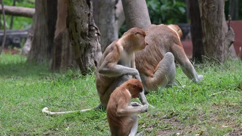 Proboscis monkeys 스톡 동영상 318608305