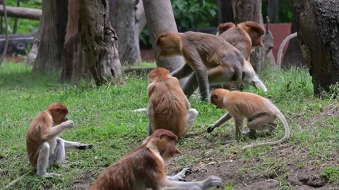 Proboscis monkeys 스톡 동영상 318608318